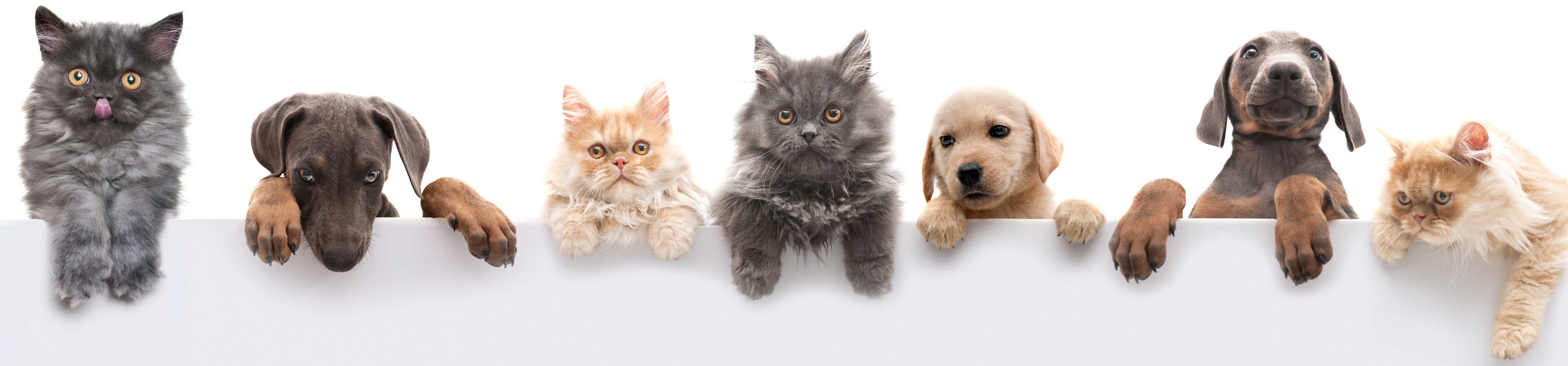 Image of animals looking over